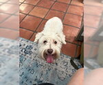 Small #4 Maltese Mix