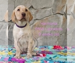 Puppy Harmonia Labrador Retriever