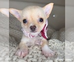 Small #5 Chihuahua