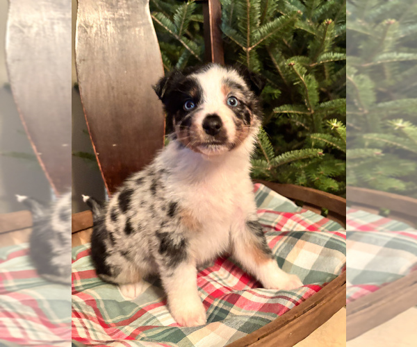 Medium Photo #1 Australian Shepherd Puppy For Sale in GENESEO, IL, USA