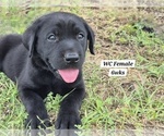 Small Photo #75 Labrador Retriever Puppy For Sale in EDGEWOOD, TX, USA