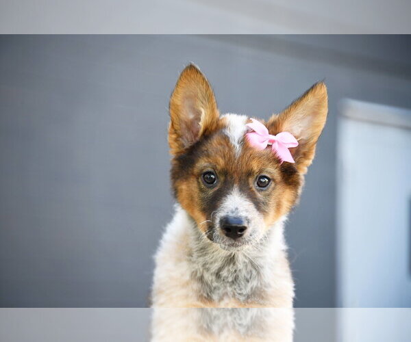 Medium Photo #7 German Shepherd Dog-Unknown Mix Puppy For Sale in Sandy, UT, USA