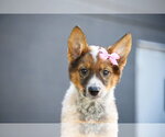 Small #6 German Shepherd Dog Mix