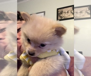 Chiranian Puppy for sale in WAKE FOREST, NC, USA