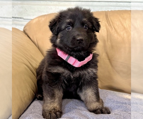 Medium Photo #6 German Shepherd Dog Puppy For Sale in BRIGHTON, CO, USA