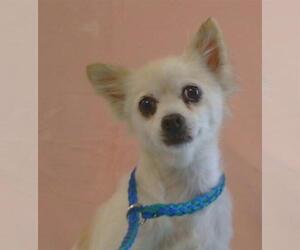 Chiranian Dogs for adoption in Sacramento, CA, USA