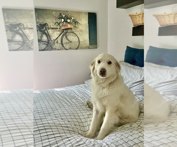 Medium Photo #3 Golden Retriever-Unknown Mix Puppy For Sale in Dana Point, CA, USA