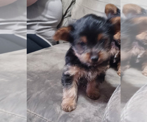 Yorkshire Terrier Puppy for sale in BELLMEAD, TX, USA
