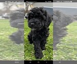 Small Photo #3 Cavapoo Puppy For Sale in WINDSOR MILL, MD, USA