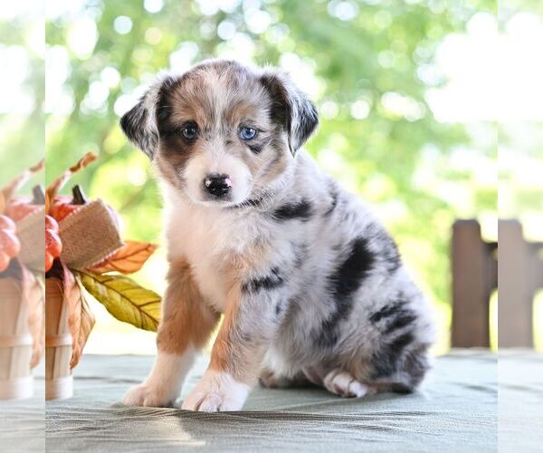 Medium Photo #5 Miniature Australian Shepherd Puppy For Sale in REBERSBURG, PA, USA