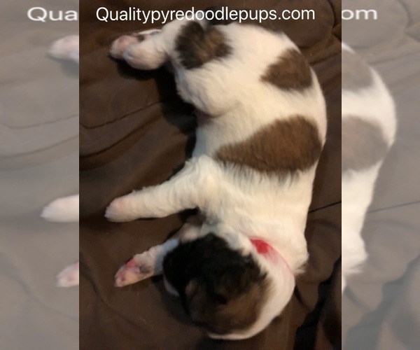 Medium Photo #4 Pyredoodle Puppy For Sale in ANZA, CA, USA