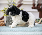 Small #1 Cavapoo