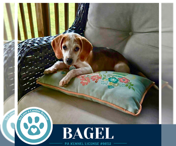 Medium Photo #2 Beagle-Unknown Mix Puppy For Sale in Kimberton, PA, USA