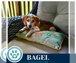 Small #1 Beagle Mix