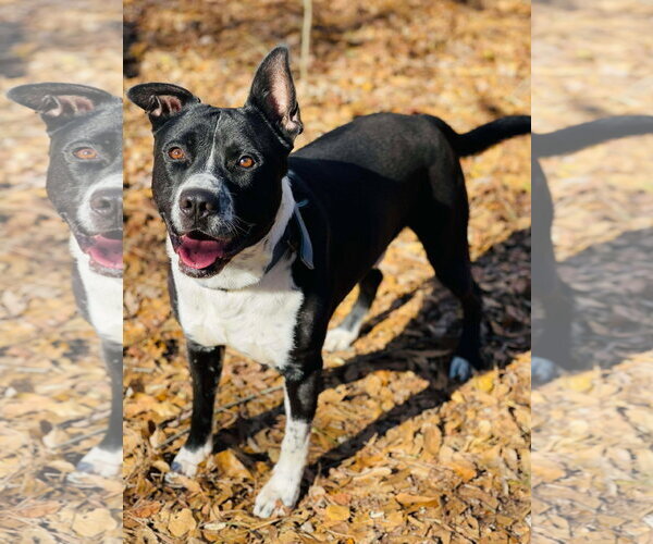 Medium Photo #3 Border Collie-Unknown Mix Puppy For Sale in Social Circle, GA, USA