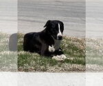 Small #1 Labrador Retriever Mix