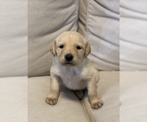 Double Doodle Puppy for sale in COLUMBIA, TN, USA