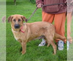 Small #1 Golden Shepherd