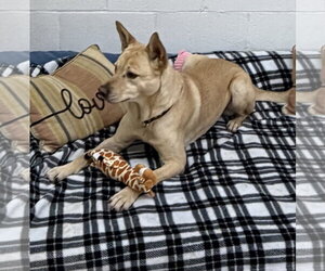 Groot - Male Shepradors Dog for Adoption - Photo #4