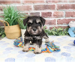 Small Schnauzer (Miniature)