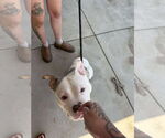 Small #6 Free-Lance Bulldog