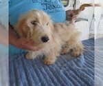 Small #5 Chiweenie-Poodle (Toy) Mix