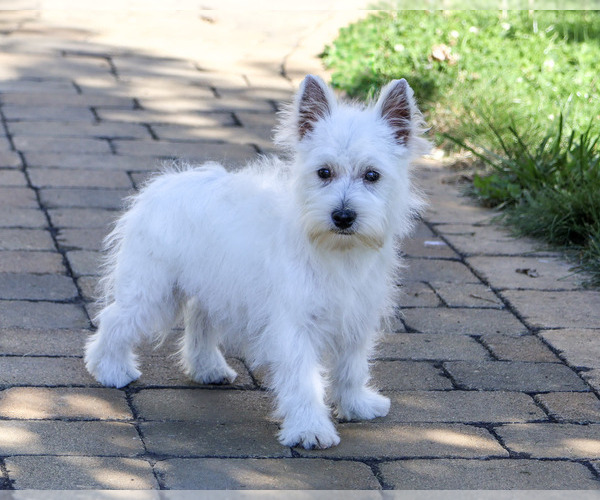 Medium Photo #3 West Highland White Terrier Puppy For Sale in SYRACUSE, IN, USA