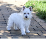 Bonnie - Female West Highland White Terrier Puppy for Sale - Photo #3