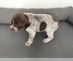 Small Photo #12 German Shorthaired Pointer Puppy For Sale in STATE COLLEGE, PA, USA