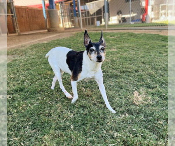 Medium Photo #4 Mutt Puppy For Sale in Plano, TX, USA