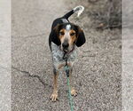 Small Bluetick Coonhound