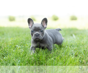 French Bulldog Puppy for sale in SYRACUSE, IN, USA
