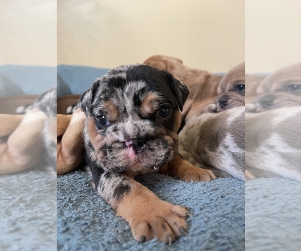 Medium Photo #2 Bulldog Puppy For Sale in WEST FRANKFORT, IL, USA