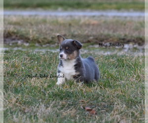 Pembroke Welsh Corgi Puppy for sale in VINCENT, OH, USA
