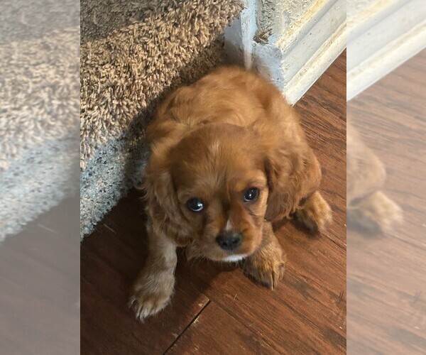 Medium Photo #2 Cavalier King Charles Spaniel Puppy For Sale in SAN LEANNA, TX, USA