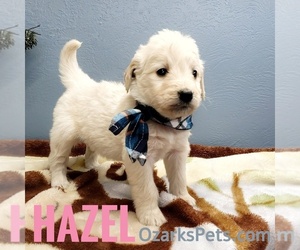 Goldendoodle Puppy for sale in CEDAR GAP, MO, USA