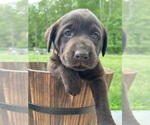 Small #1 Labrador Retriever