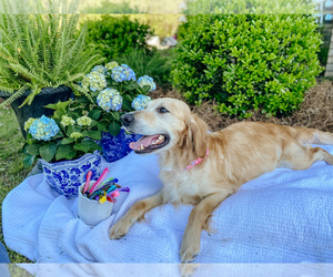 Mother of the Golden Retriever puppies born on 04/22/2025