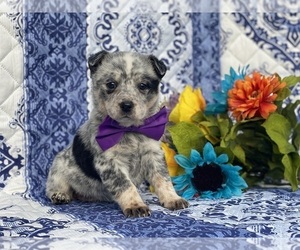 Australian Cattle Dog Puppy for sale in LANCASTER, PA, USA