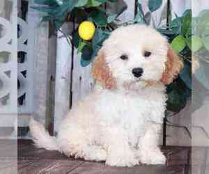 Bichon Frise-Cavapoo Mix Puppy for sale in MOUNT VERNON, OH, USA
