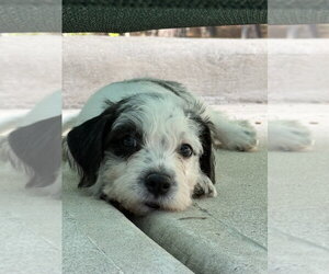 Karma - Male Mutt Dog for Adoption - Photo #6