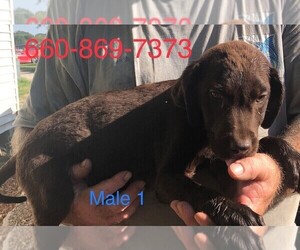 Labrador Retriever Puppy for sale in CLINTON, MO, USA