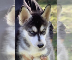 Siberian Husky Puppy for sale in MORGANTOWN, IN, USA