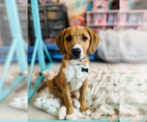 Medium Photo #1 Coonhound-Labrador Retriever Mix Puppy For Sale in Springdale, PA, USA