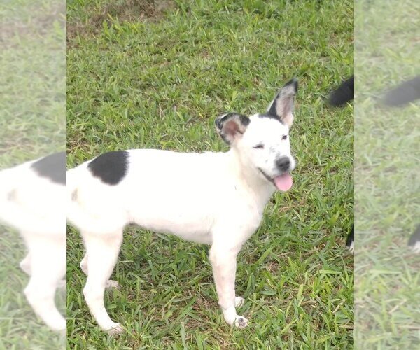 Medium Photo #4 Catahoula Leopard Dog-Unknown Mix Puppy For Sale in New York, NY, USA
