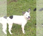 Small #3 Catahoula Leopard Dog Mix