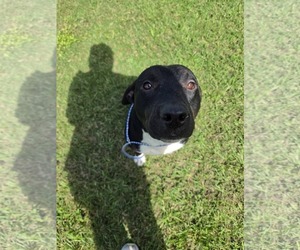 Ray - Male Labrador Retriever-Unknown Mix Dog for Adoption - Photo #2