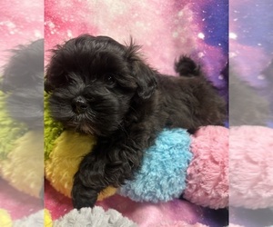Havanese Puppy for sale in LIVONIA, MI, USA