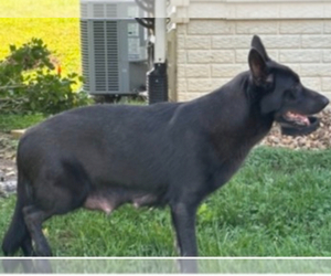 Mother of the German Shepherd Dog puppies born on 06/02/2025