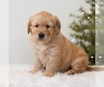 Small #3 Golden Retriever